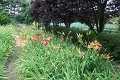 IMG_4343 (Large)